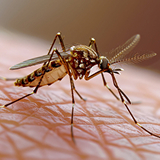 Pest Control Service